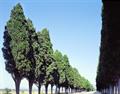 Italian cypress, Tuscan cypress, Persian cypress, pencil pine
